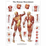 3B Scientific Human Muscle Chart (Non - Laminated)