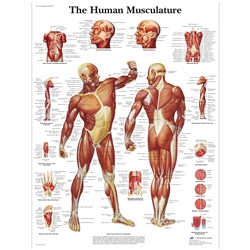 3B Scientific Human Muscle Chart (Non - Laminated)