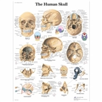 3B Scientific Human Skull Chart (Non - Laminated)