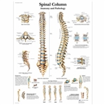 3B Scientific Spinal Column Chart (Non Laminated)