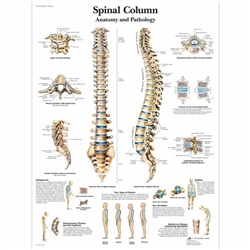 3B Scientific Spinal Column Chart (Non Laminated)