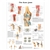 3B Scientific Knee Joint Chart (Non Laminated)