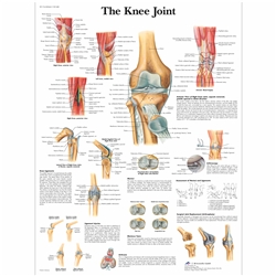 3B Scientific Knee Joint Chart (Non Laminated)
