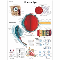 3B Scientific Human Eye Chart (Non Laminated)