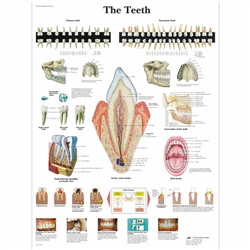 3B Scientific The Teeth Chart (Non Laminated)
