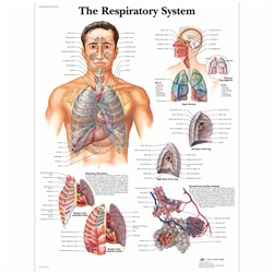 3B Scientific The Respiratory System Chart (Non Laminated)