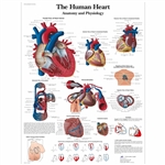 3B Scientific The Human Heart Chart - Anatomy and Physiology (Non Laminated)