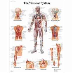 3B Scientific The Vascular System Chart (Non Laminated)