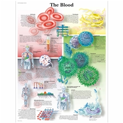 3B Scientific The Blood Chart (Non Laminated)