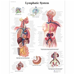 3B Scientific Lymphatic System Chart (Non Laminated)