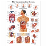 3B Scientific The Gastrointestinal System Chart (Non Laminated)