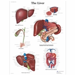 3B Scientific Liver Chart (Non Laminated)