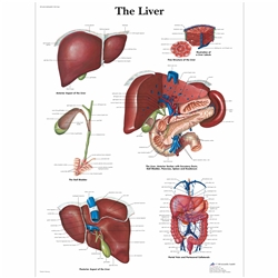 3B Scientific Liver Chart (Non Laminated)