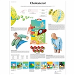 3B Scientific Cholesterol Chart (Non Laminated)