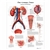 3B Scientific The Urinary Tract - Anatomy and Physiology (Non Laminated)