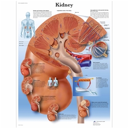 3B Scientific Kidney Chart (Non Laminated)