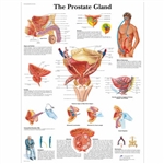 3B Scientific The Prostate Gland Chart (Non Laminated)