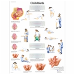 3B Scientific Childbirth Chart (Non Laminated)