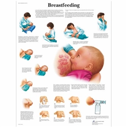 3B Scientific Breastfeeding Chart (Non Laminated)