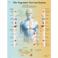 3B Scientific The Vegetative Nervous System Chart (Non Laminated)