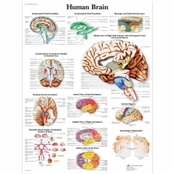 3B Scientific Human Brain Chart (Non Laminated)