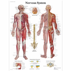 3B Scientific Nervous System Chart (Non Laminated)