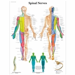 3B Scientific Spinal Nerves Chart (Non Laminated)