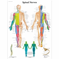 3B Scientific Spinal Nerves Chart (Non Laminated)