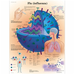 3B Scientific Flu (Influenza) Chart (Non Lamination)