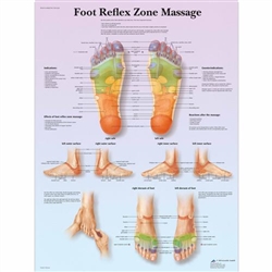 3B Scientific Foot Reflex Zone Massage Chart (Non Laminated)