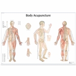 3B Scientific Body Acupuncture Chart (Non Laminated)