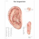 3B Scientific Ear Acupuncture Chart (Non Laminated)