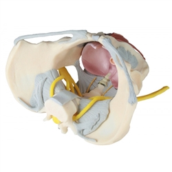 Erler Zimmer Female Pelvis with Ligaments, Nerves and Pelvic Floor