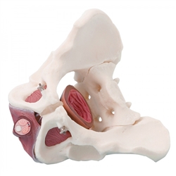 Erler Zimmer Male Pelvis with Pelvic Floor Musculature