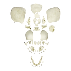 ERLER ZIMMER Disarticulated Human Fetal Skull, Full Term