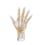 ERLER ZIMMER X-ray Phantom Hand, Transparent