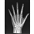 ERLER ZIMMER X-ray Phantom Hand, Opaque