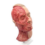 Erler Zimmer Head For Facial Injections with Muscles, Arteries And Nerves