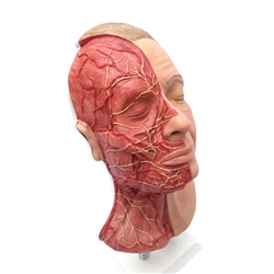 Erler Zimmer Head For Facial Injections with Muscles, Arteries And Nerves