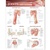 Joints of the Upper Extremities Anatomical Chart