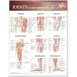 Joints of the Lower Extremities Anatomical Chart