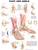 Foot and Ankle Anatomical Chart