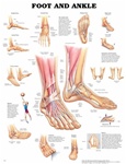 Foot and Ankle Anatomical Chart
