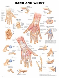 Hand and Wrist Anatomical Chart