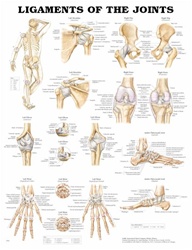 Ligaments of the Joints Anatomical Chart