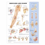 Shoulder and Elbow Anatomical Chart