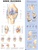 Knee Injuries Anatomical Chart