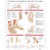 Anatomy and Injuries of the Foot and Ankle Chart