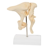3B Scientific Human Ossicle Model Bone Like, 20 Times Magnified Smart Anatomy