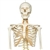 3B Scientific Flexible Human Skeleton Model Fred Smart Anatomy